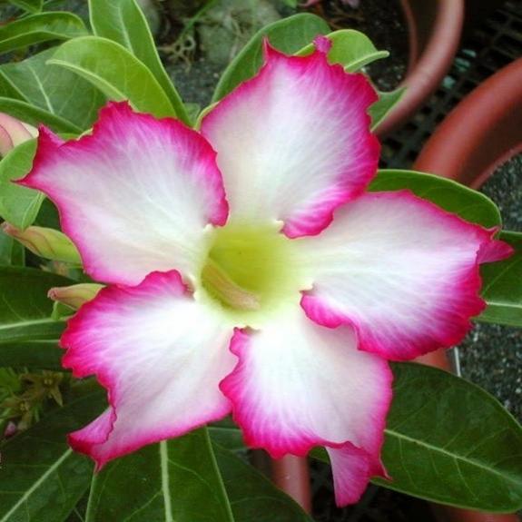 Adenium - Kiss of Star