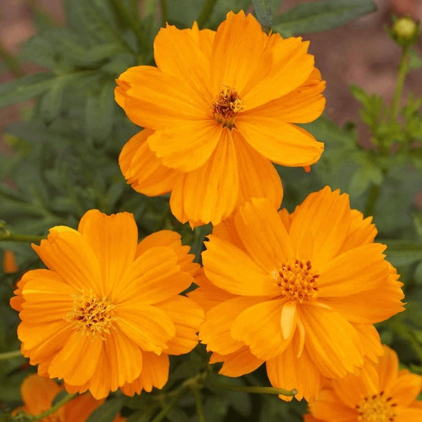 Dwarf Cosmos - Orange Carpet mix