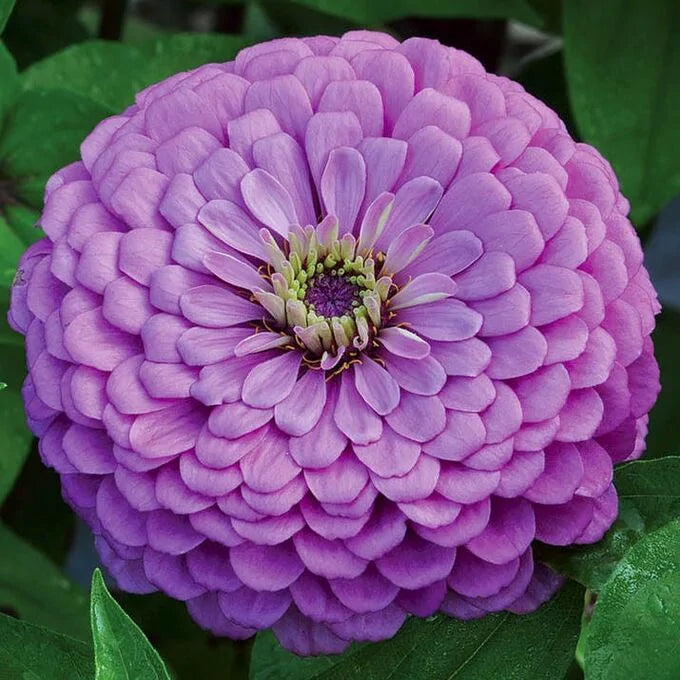 Dream Rosy Purple Zinnia