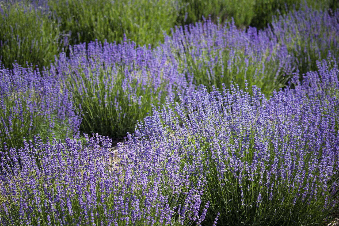 Hyssop - Hyssopus officinalis