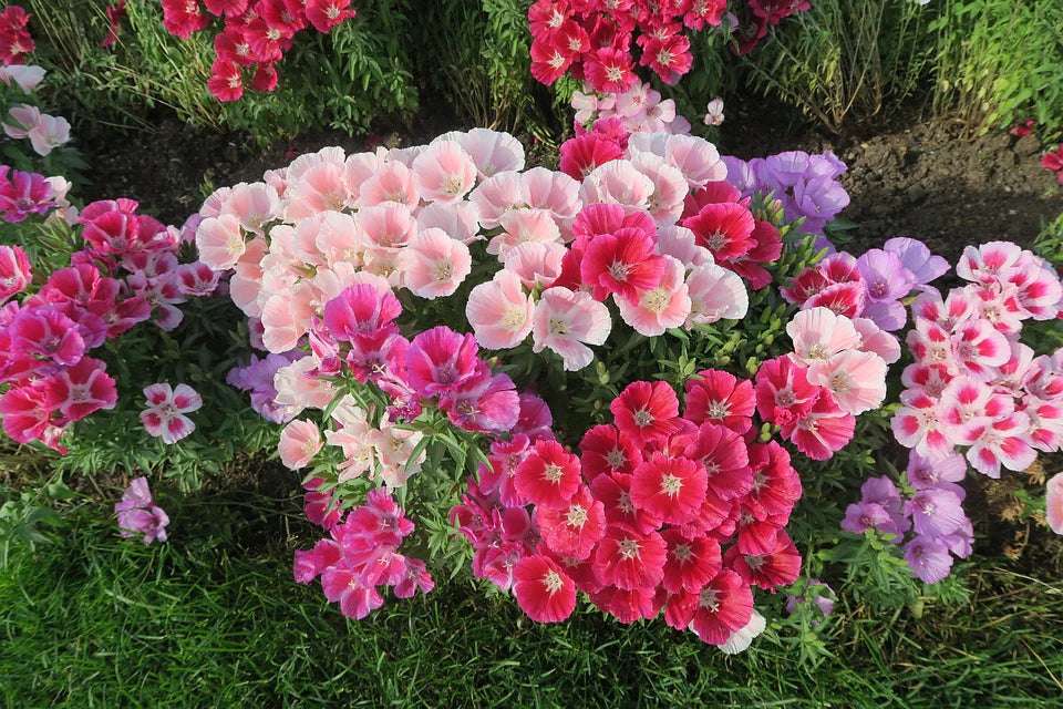 Clarkia Amoena - Mix