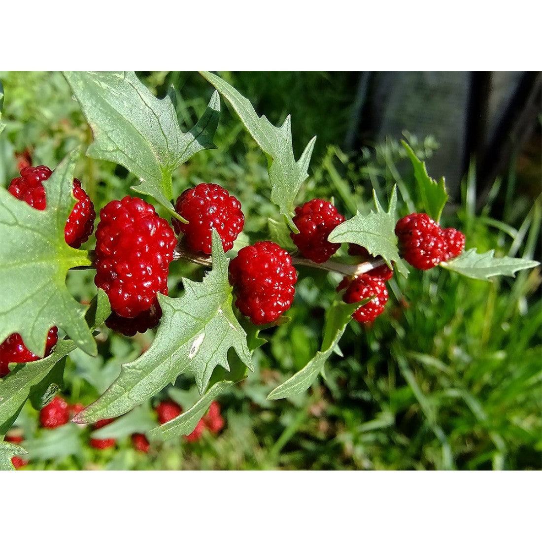 Strawberry Spinach