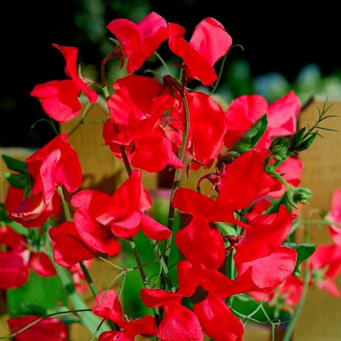 Sweet Pea Dwarf Scarlet - Lathyrus odoratus