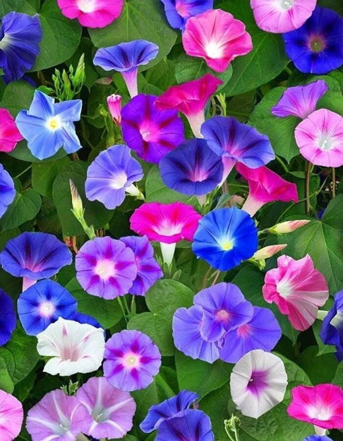 Climbing Flower Mix - Mina Sweet Pea, Flower Cobaea Bean, and Morning Glory