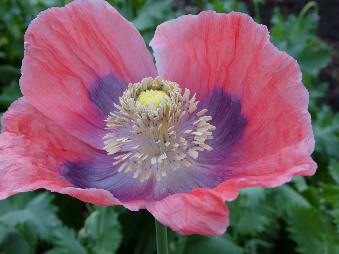 Giganteum Poppy