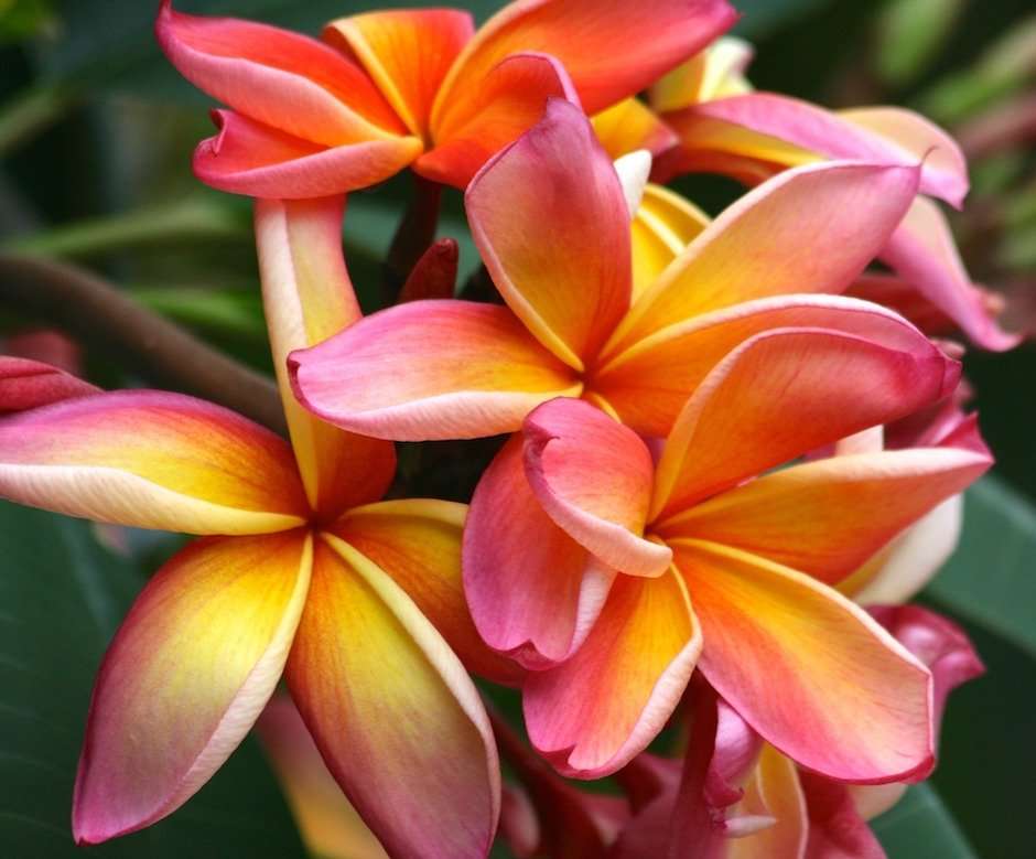 Plumeria Rubra Imperial Crown