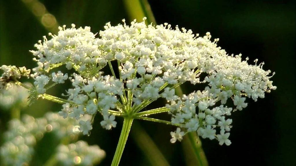 Anise