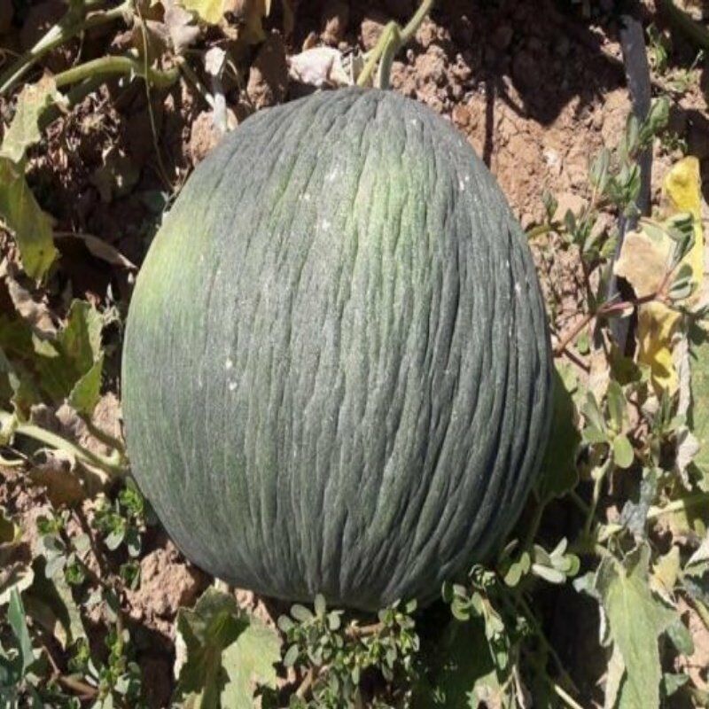 Hasanbey Melon