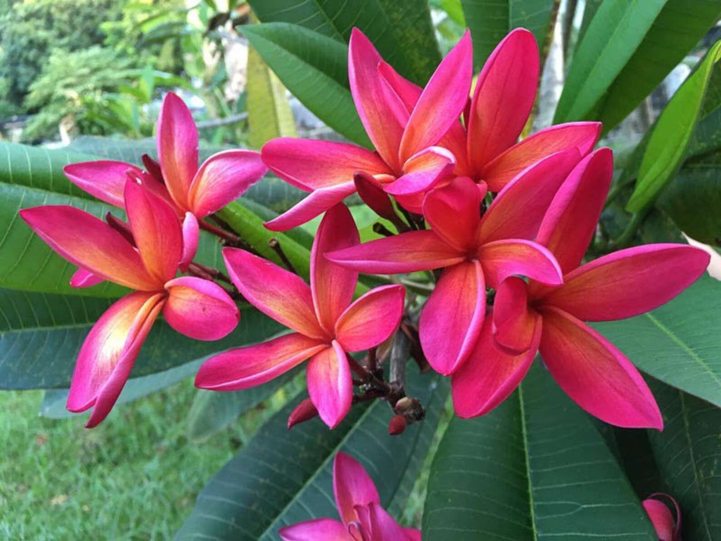 Plumeria Rubra Raya Orange