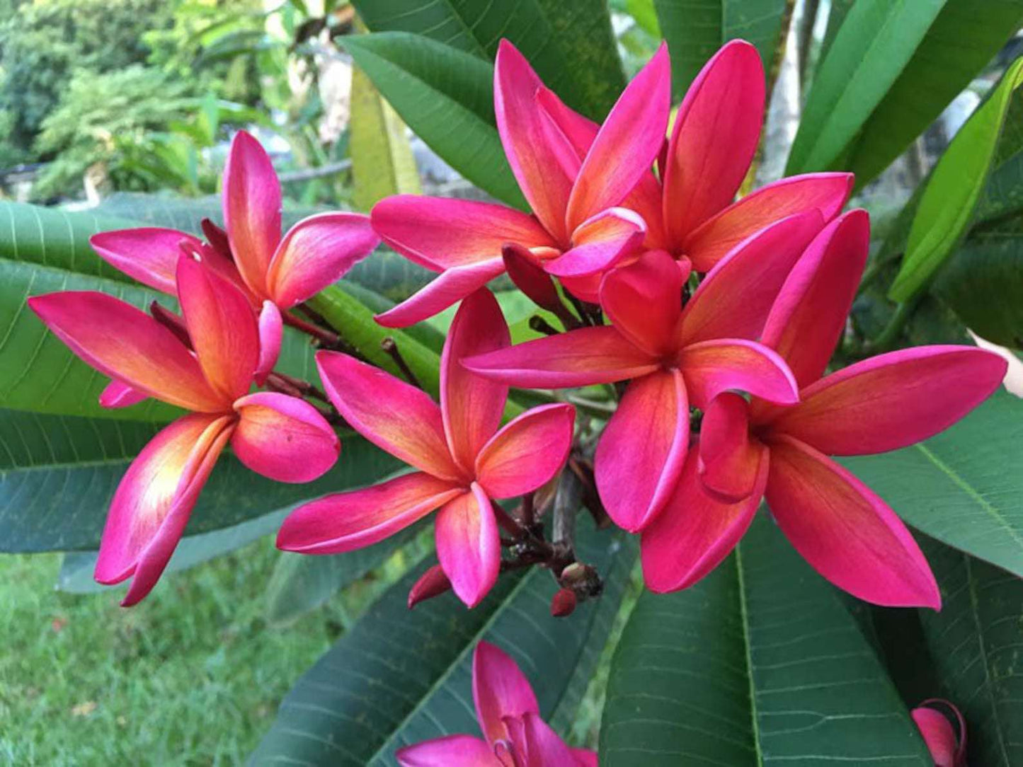 Plumeria Rubra Purple Rain