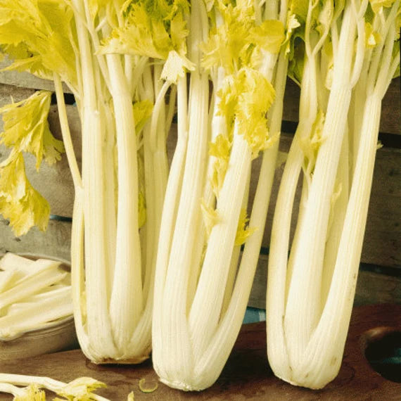 Golden Asti Celery