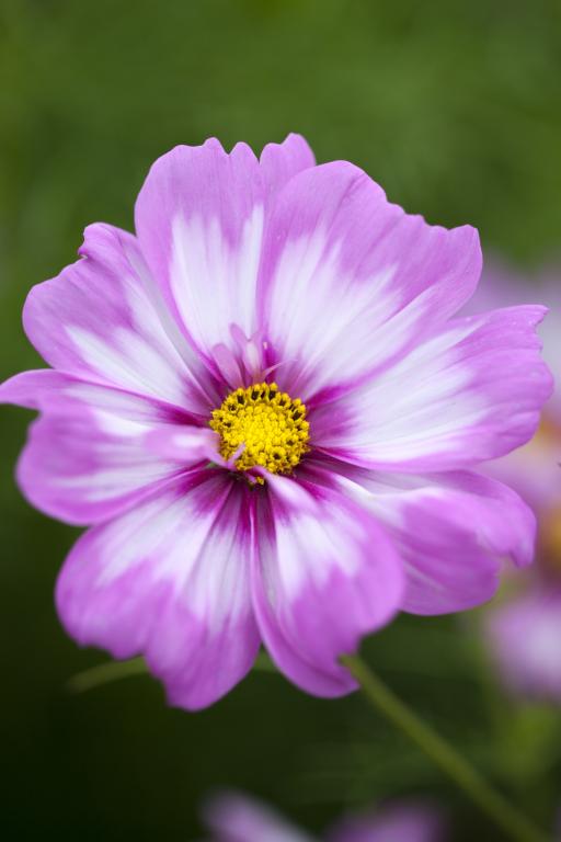 Cosmos bipinnatus, 'Capriola'
