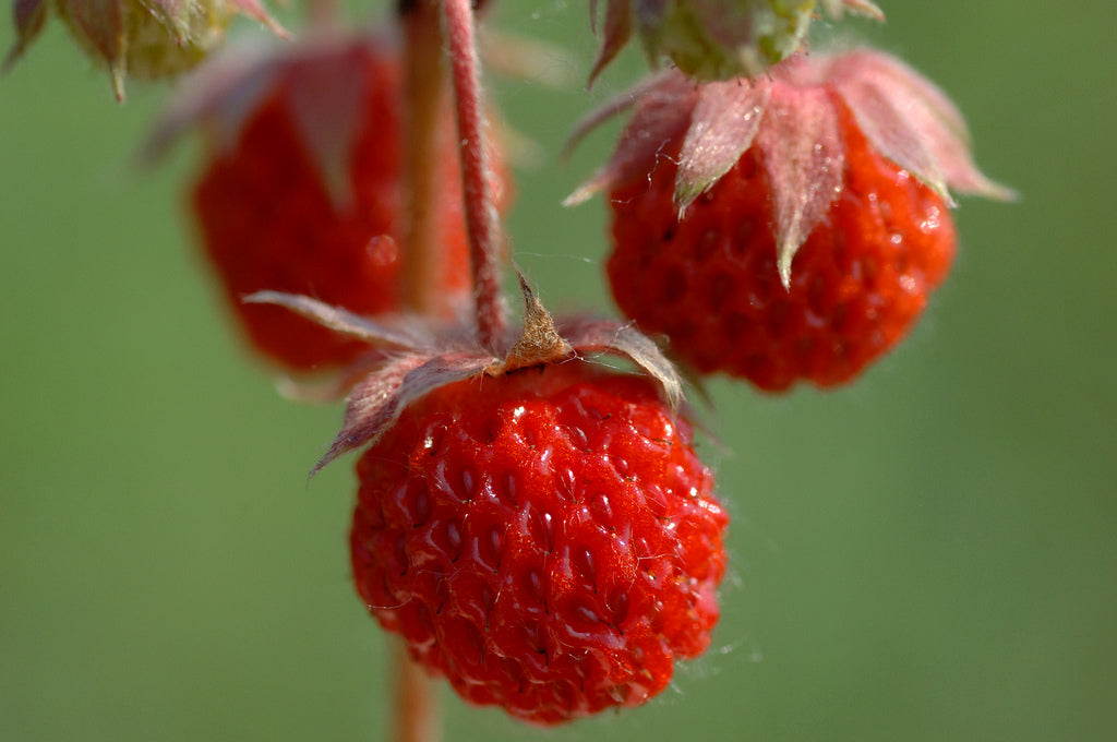 Wild Strawberry 'Baron Solemacher'