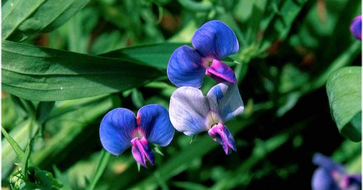 Indian Pea `Azureus` - Lathyrus sativus