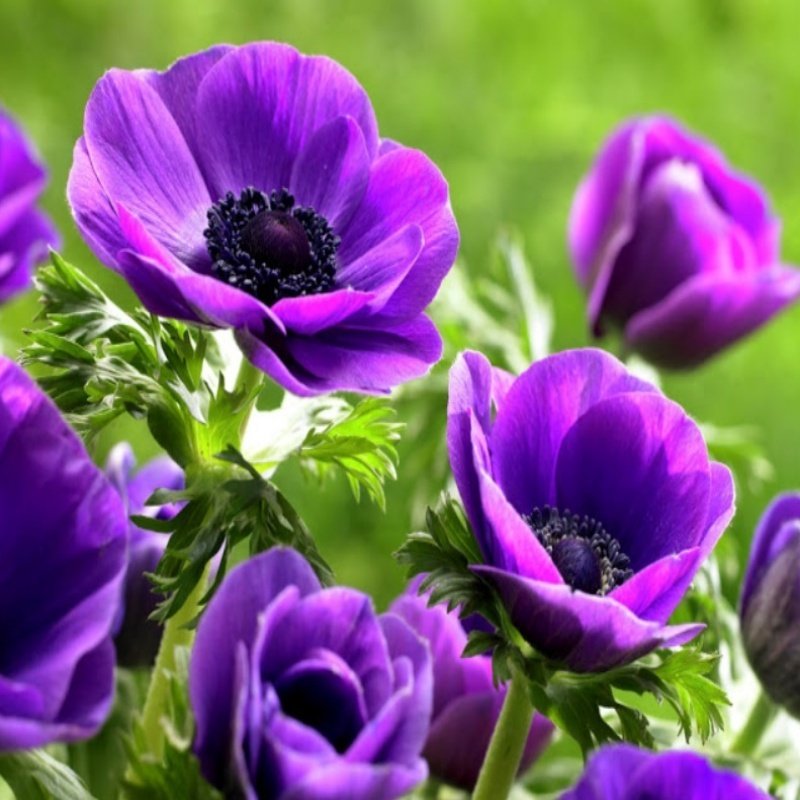 Pulsatilla Vulgaris Violet Mountain Tulip Anemon Blossom