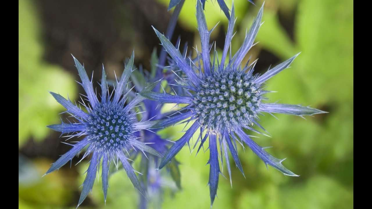 Sea holly blue