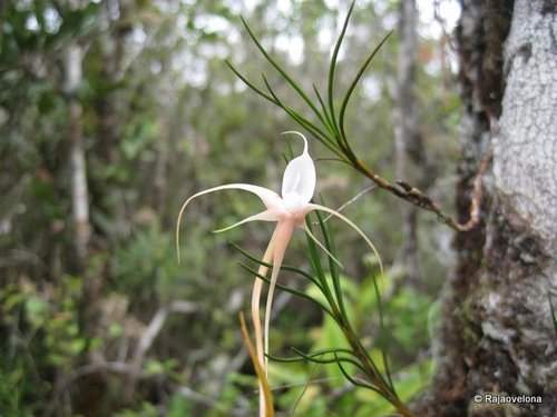 Angraecum linearifolium