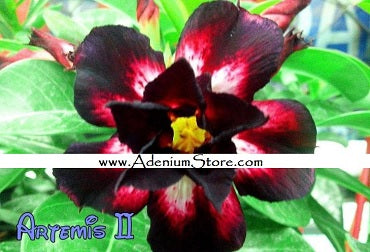 Adenium Obesum Artemis 2