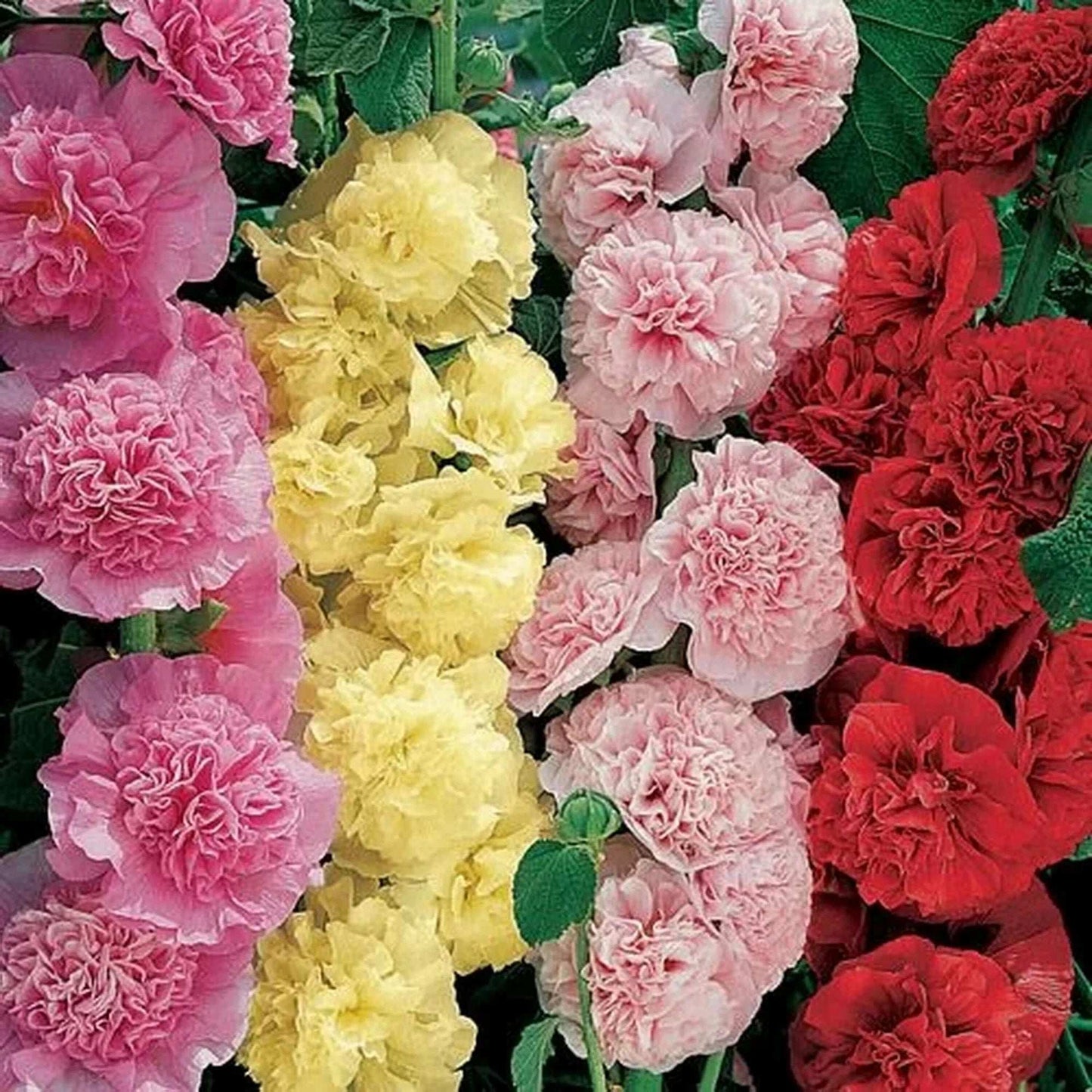 Alcea Rosea Mix