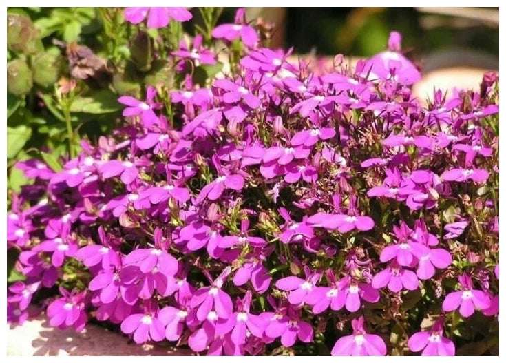Lobelia - Rosamund
