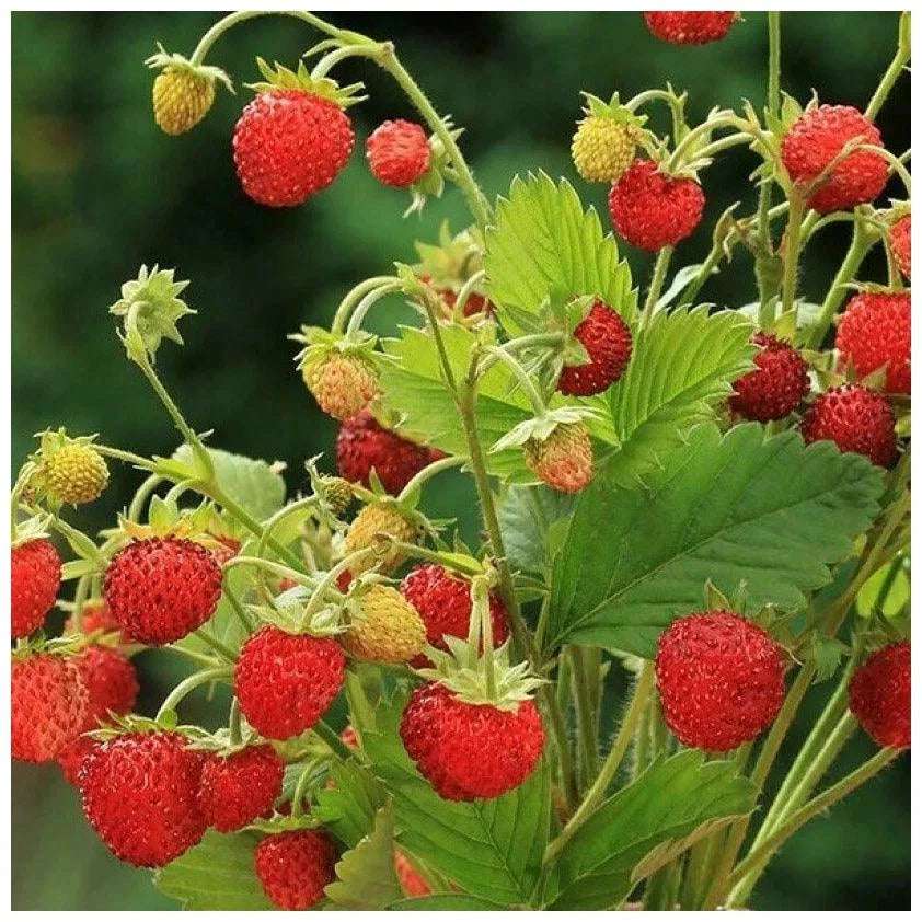 Strawberry Baron Von Solemacher