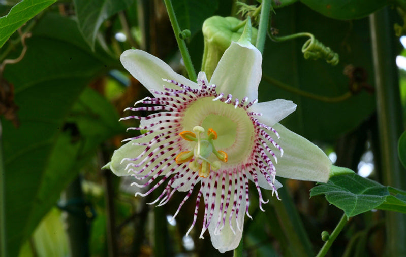 Passiflora adenopoda - Velcro passion flower
