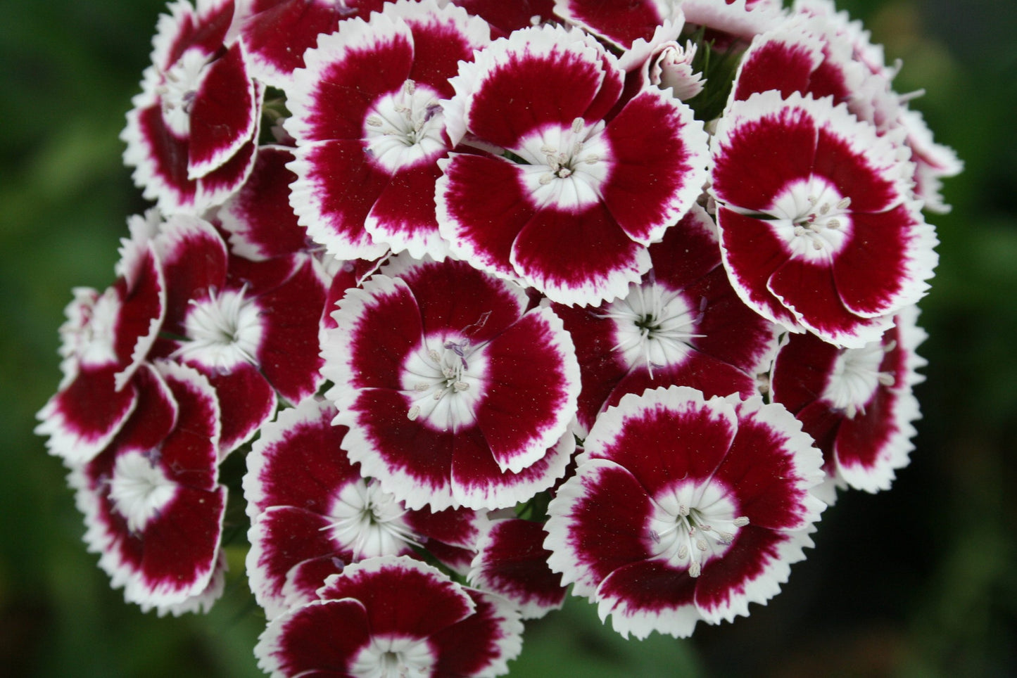 Sweet William