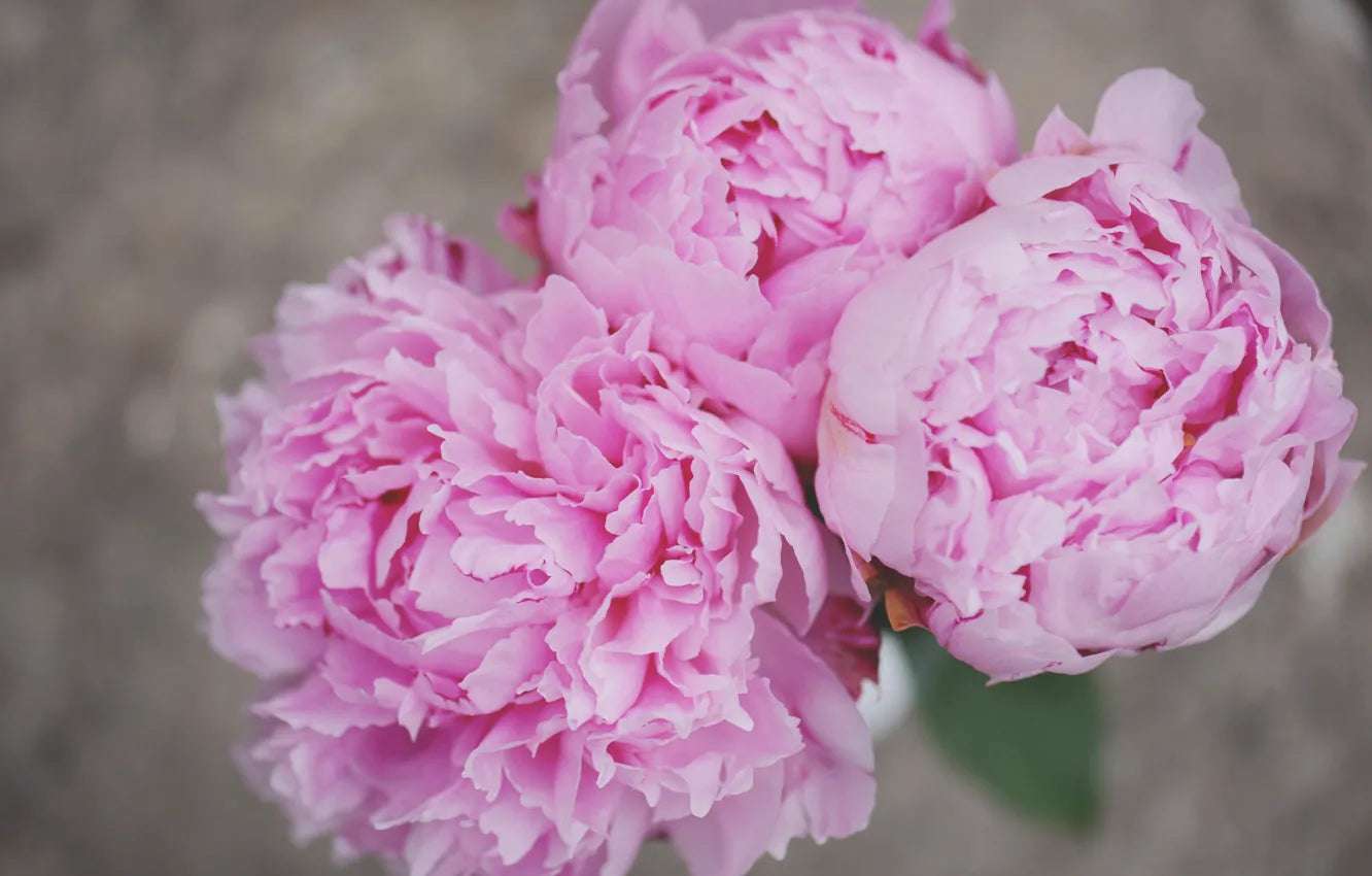 Peony Aster Delicate Pink