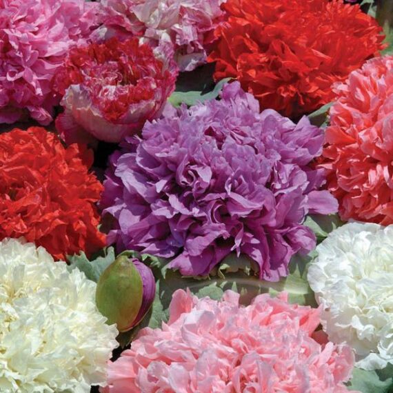 Peony Poppy Double mix