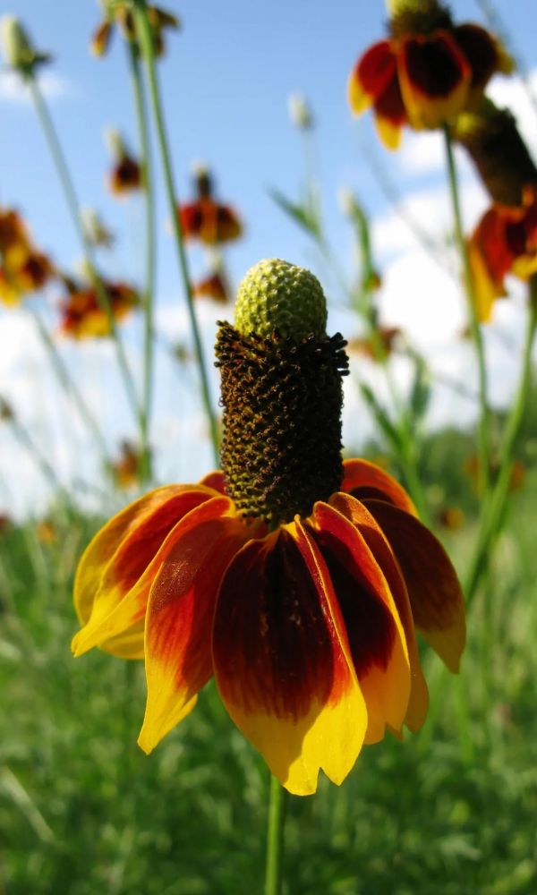 Ratibida Mexican Hat
