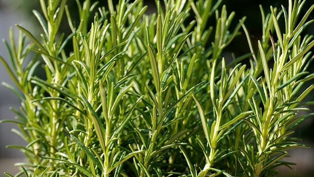 Rosemary