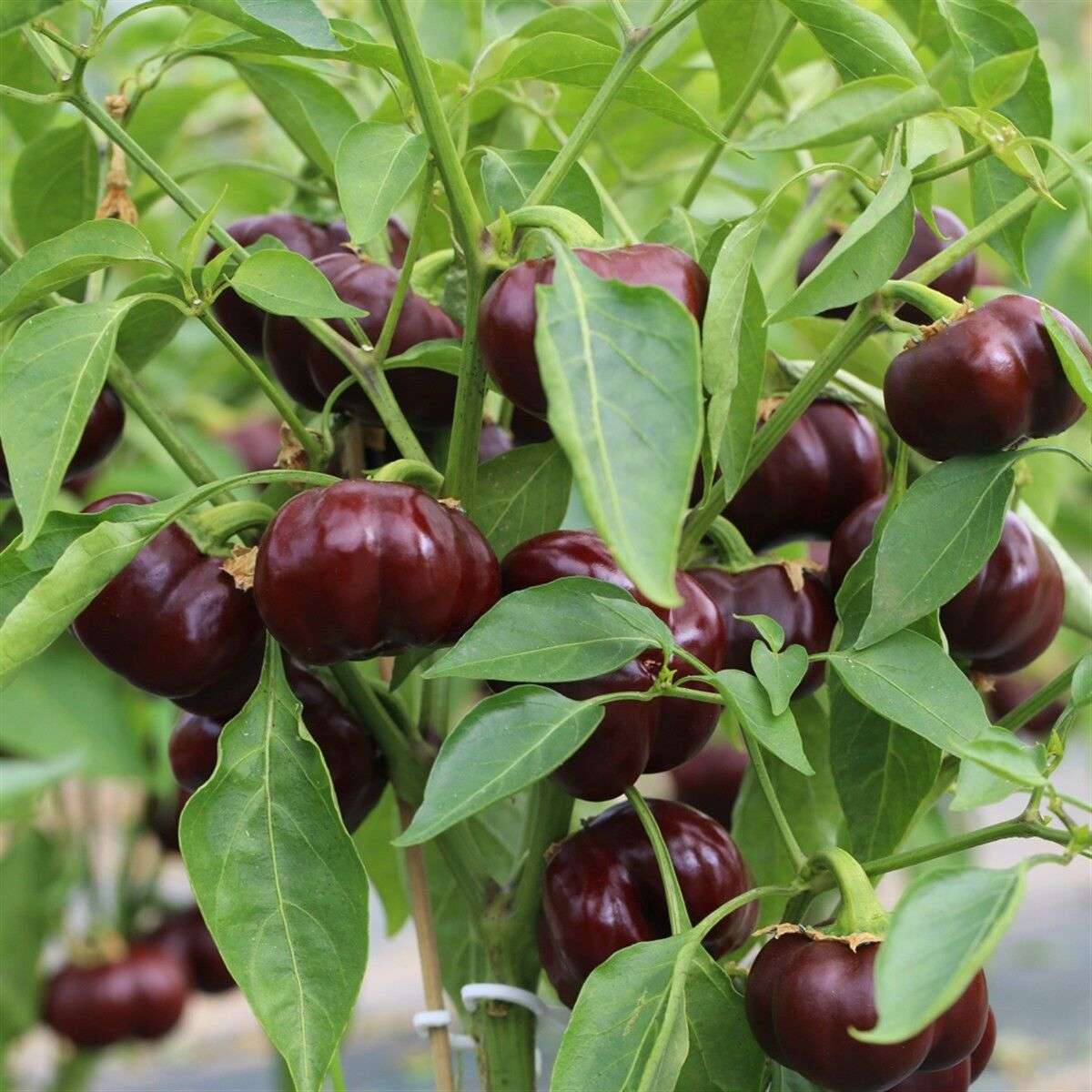 Sweet pepper 'Mini bell' chocolate