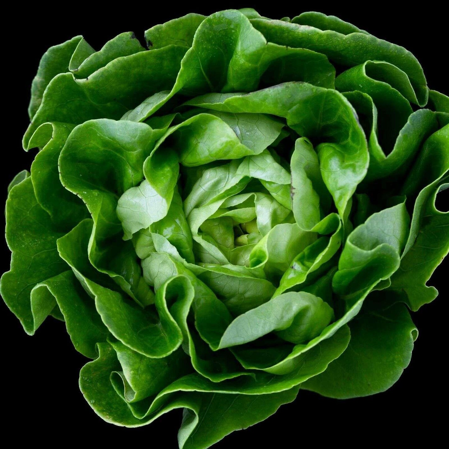 Cos Lettuce 'Little gem'