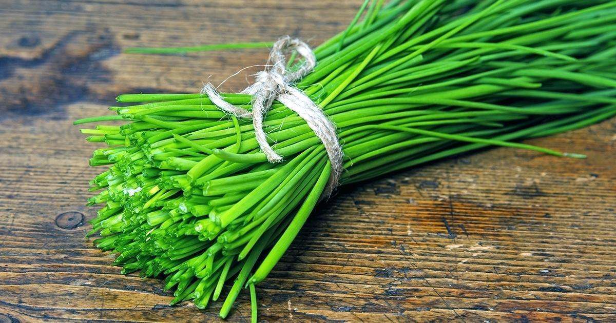Chives 'Bohemia'