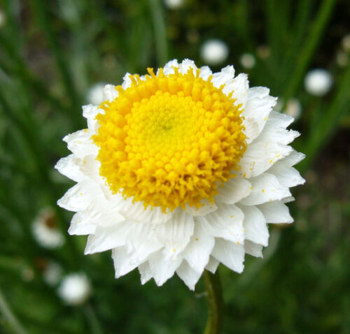 Winged Everlasting Flower