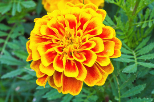 French Marigold - Del Sol