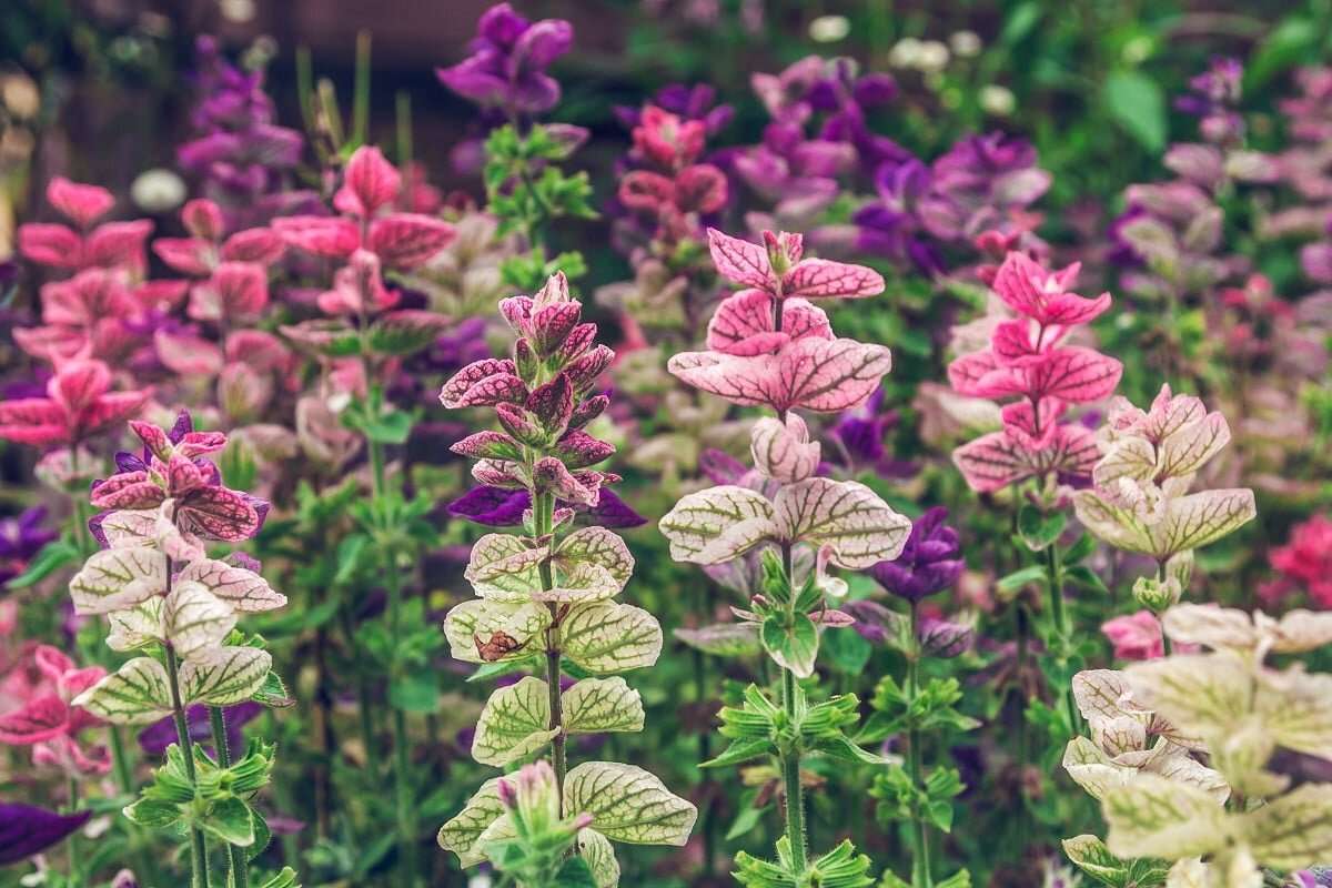 Salvia Horminum Mix