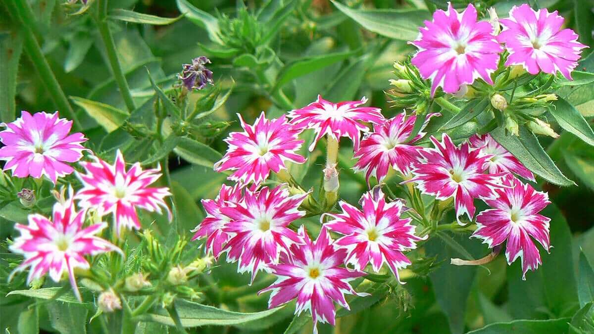 Dwarf Phlox Twinkle Star mixed