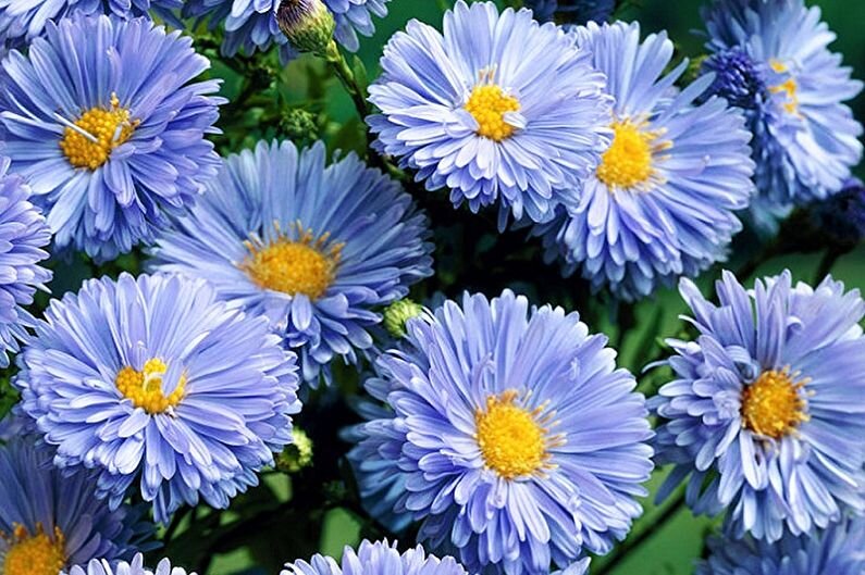 China Aster Blue Fleabane