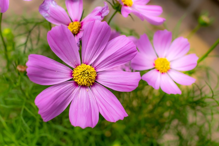 Cosmos Sensation Radiance