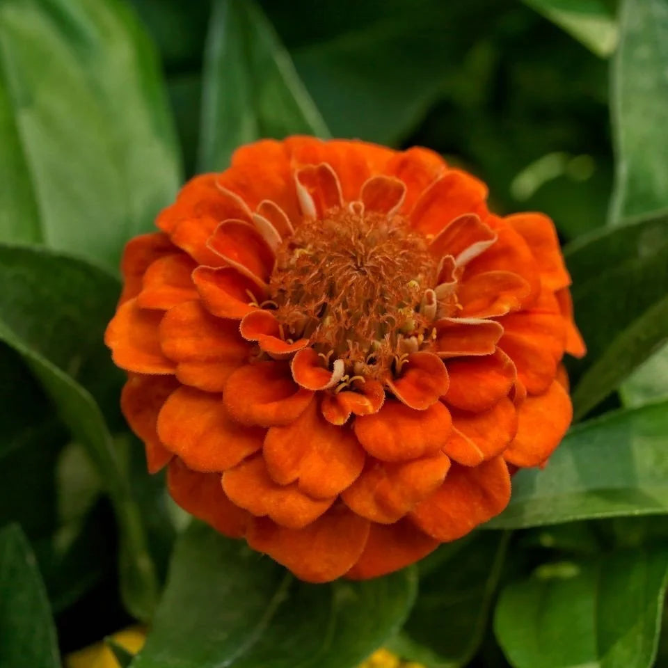 Orange Zinnia Elegans