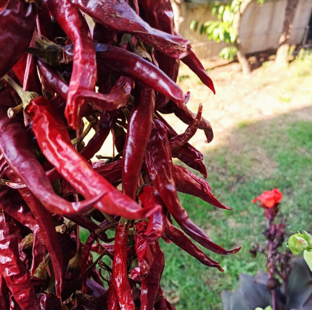 Red Chili Pepper