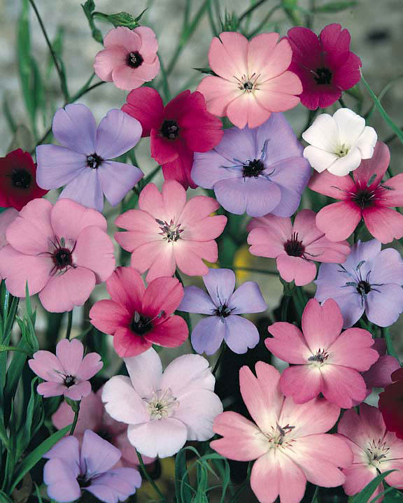 Silene - Coeli rosa mix