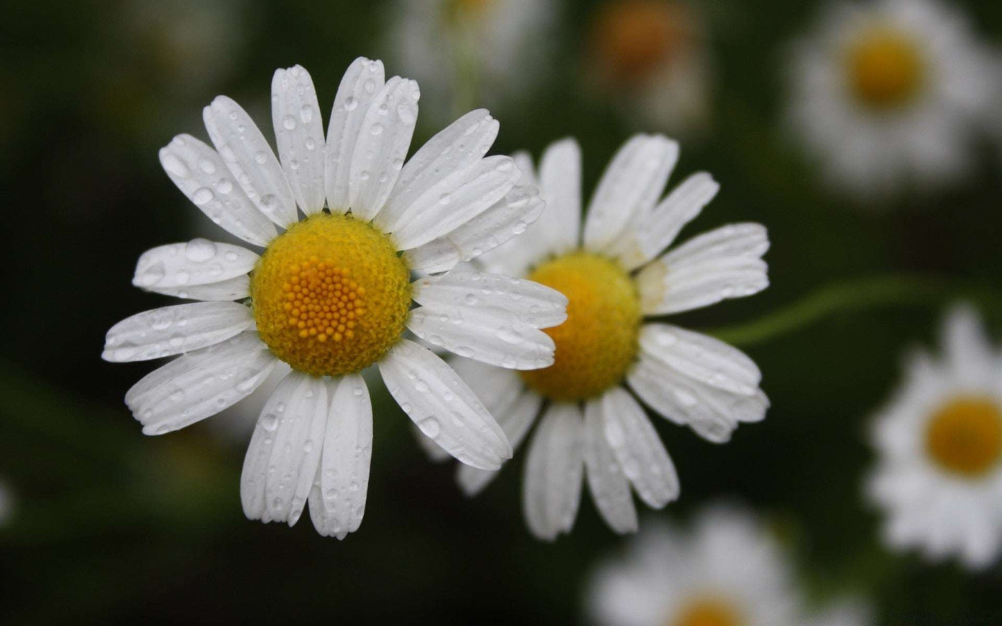 German chamomile