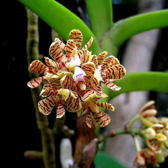 Acampe papillosa orchid