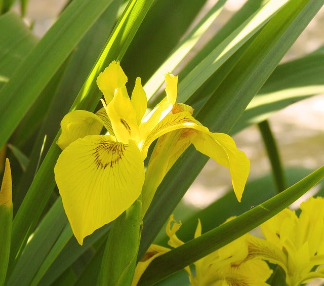Yellow Iris