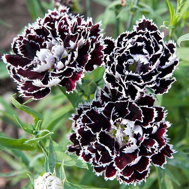 Annual & Cottage Flowers Seeds