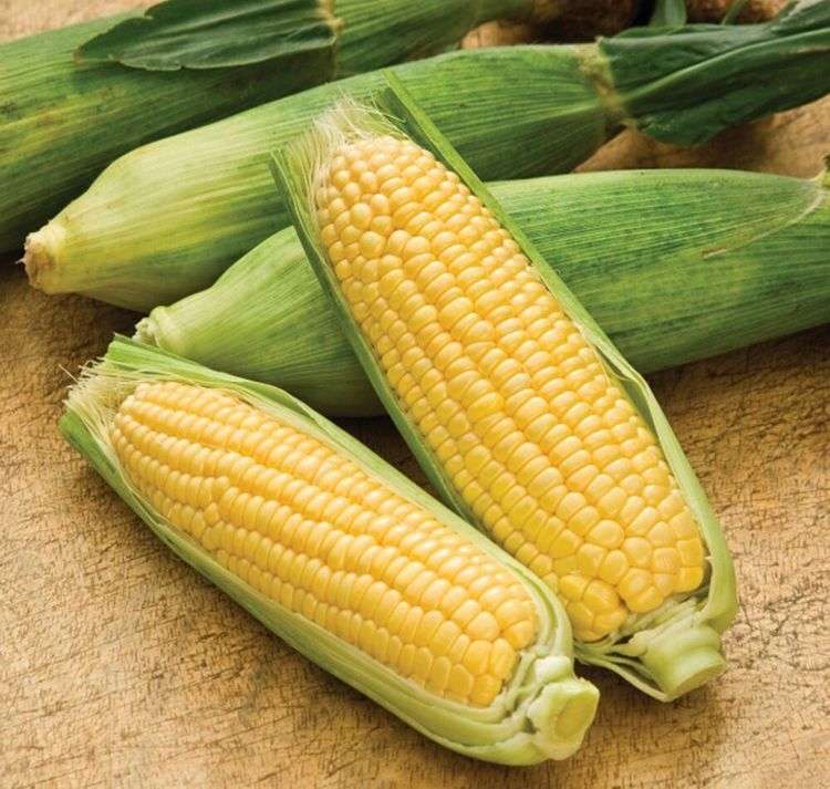 Legumes & Grain Seeds