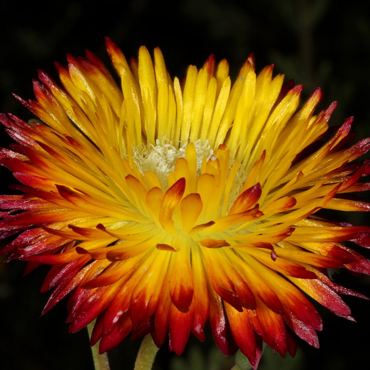 Succulent & Ice Plant Seeds