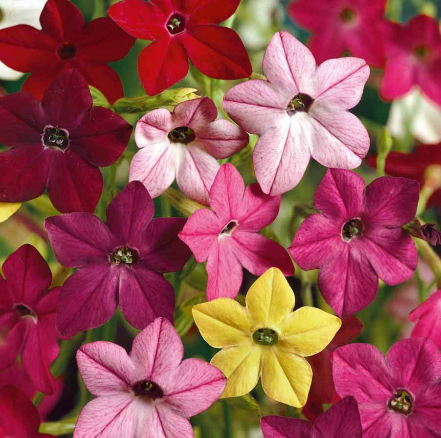 Flowers & Plants Seeds